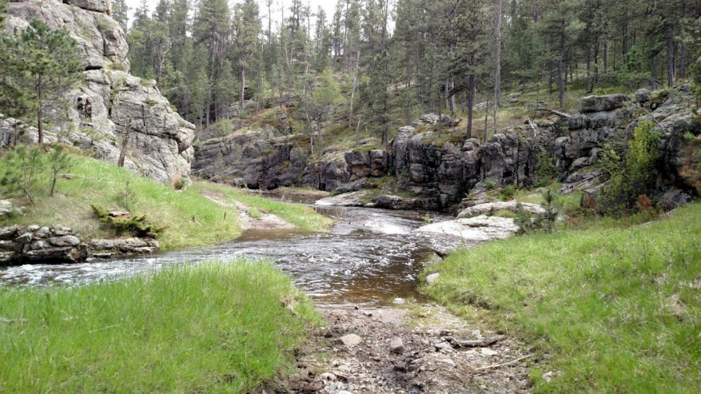 black hills forest camping