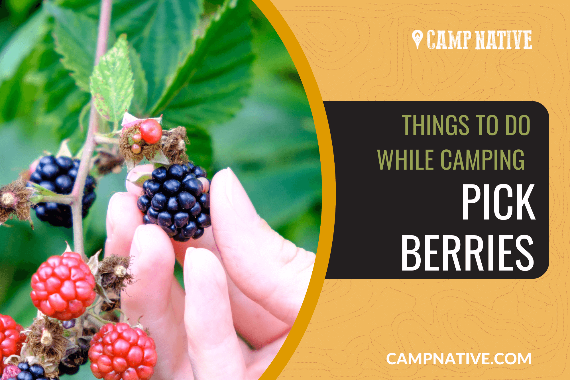 THINGS TO DO WHILE CAMPING PICK BERRIES