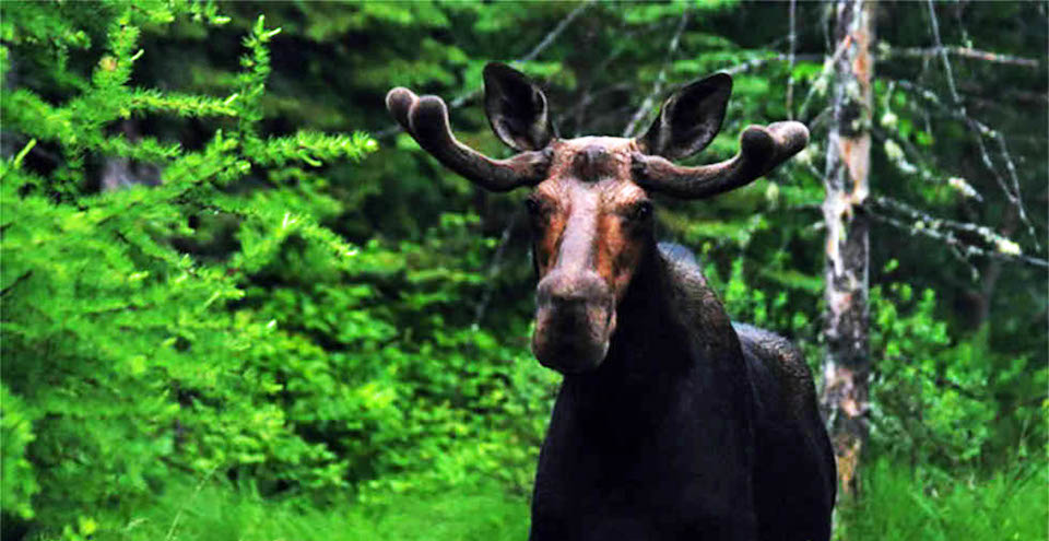 Alaska moose Alaskan Angler RV Resort