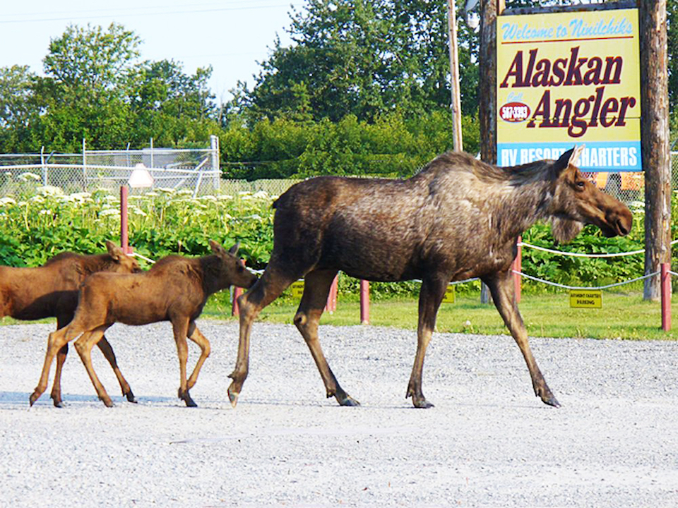 Alaska moose family Alaskan Angler RV Resort