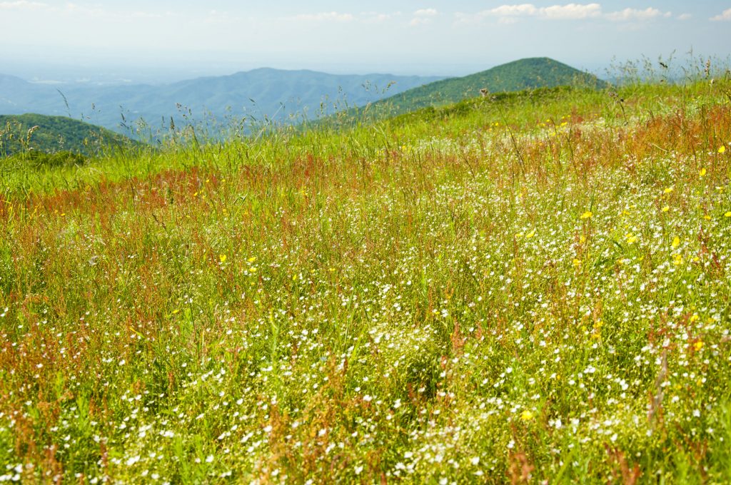 32596173 - bald covered with blooming wildflowers in spring.